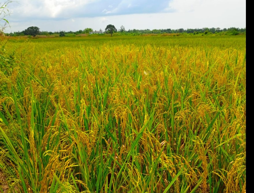 Teh Town Farm with ready to harvest rice