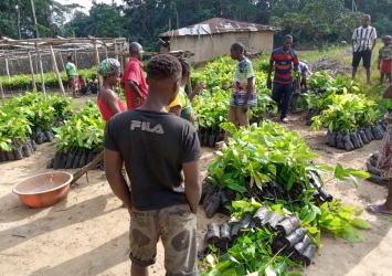 The Ministry of Agriculture (MOA) Distributes Improve Cocoa Seedlings to Smallholder Farmers in Nimba & Lofa Counties