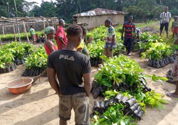 Cocoa Seedlings Distribution