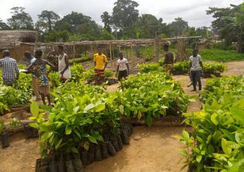 Cocoa Seedlings Distribution