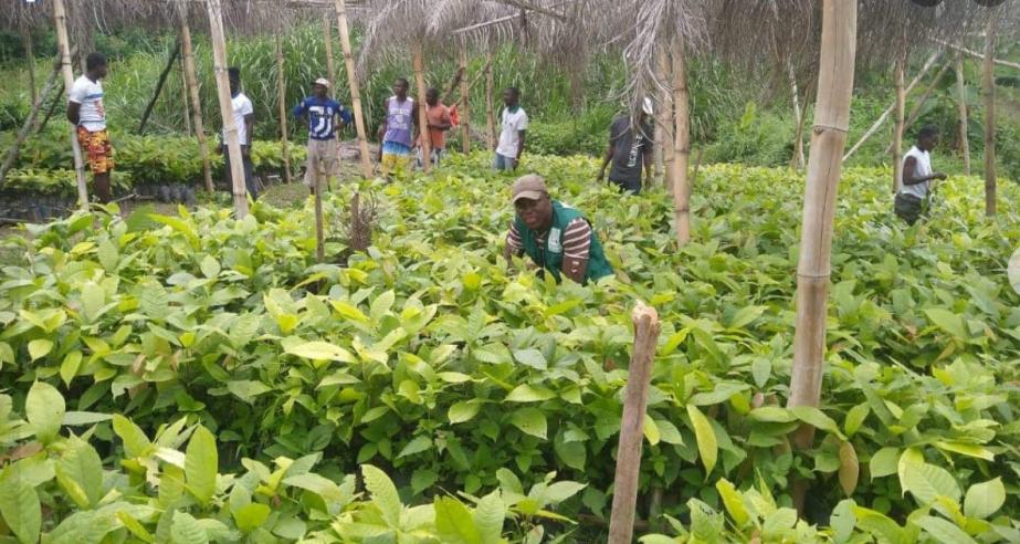 MOA Distributing Over One Million Cocoa Seedlings In Lofa