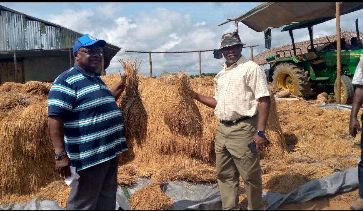MOA supports Thomas Farm with thresher after a massive rice harvest