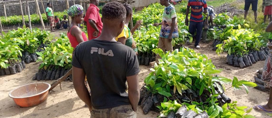 Cocoa Seedlings