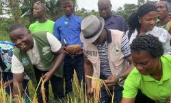 Government Launches 2025 National Rice Harvesting Season in Sehyikepa