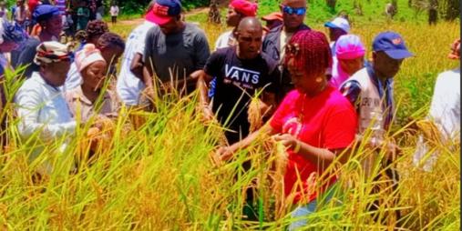 Bumper Rice Harvest Transforms Gbelekpallah Community in Bong County