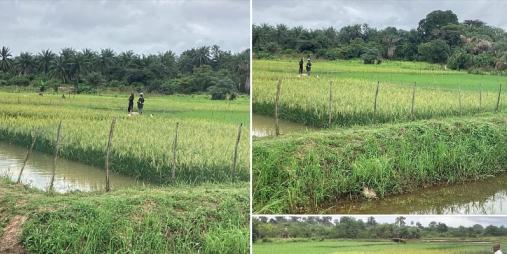 MINISTRY OF AGRICULTURE STARTS PARMANENT SEED RICE MULTIPLICATION SITE FOR FREE DONATION TO RICE FARMERS  - CENTRAL AGRICULTURAL RESEARCH INSTITUTE