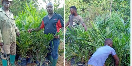 MOA Distributes Eight Thousand Oil Palm Seedlings in Five(5) Countries
