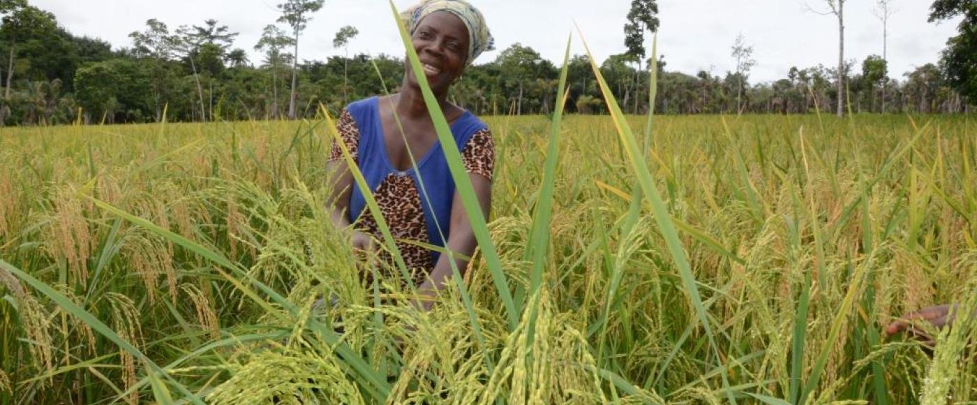 38,000 target Smallholder Farmers of which thirty percent (30 %) will be women and youth will benefit from the...